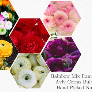 10 Ranunculus Mixed Shade Bulbs - Buy 4 Get 1 Free