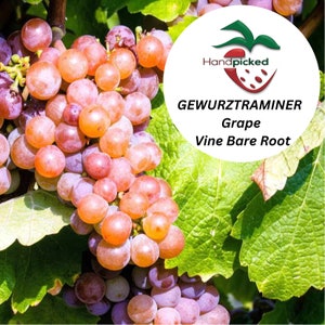 1 GEWURZTRAMINER Grape Vine - 1 Bare Root Live Plant -  Buy 4 get 1 free! - PREORDER April shipping!