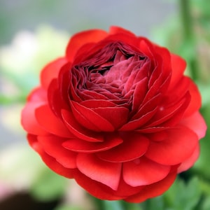 25 Ranunculus Red Shade Bulbs - Buy 4 Get 1 Free