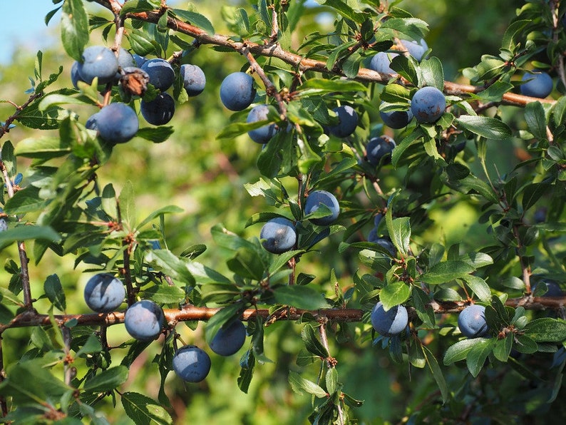 Hand Picked Nursery Northblue Blueberry