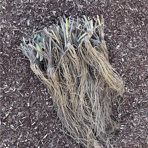 strawberry bareroots