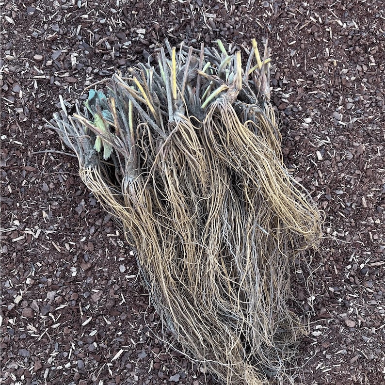 strawberry bareroots