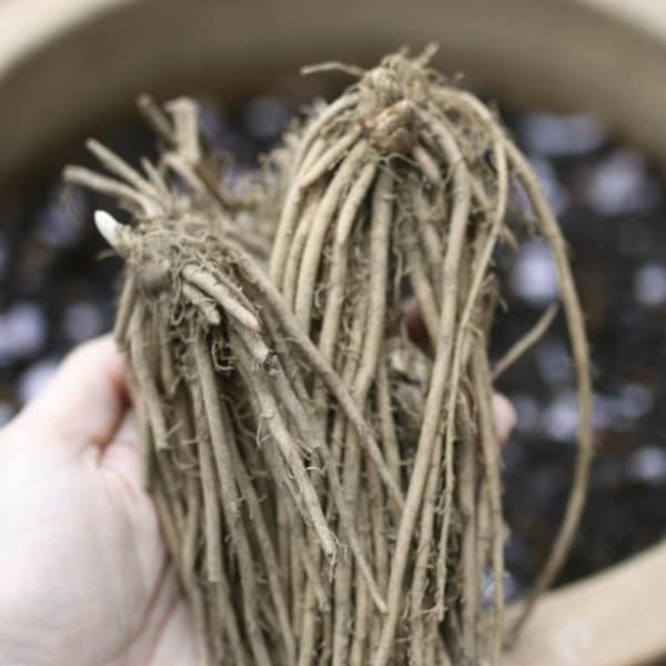 25 Jersey Knight -asparagus root - 2yr-crowns - BUY 4 GET 1 FREE!