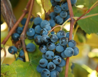 CONCORD  Grape Vine - 1 Bare Root Live Plant - Buy 4 Get 1 Free! - PREORDER April shipping!