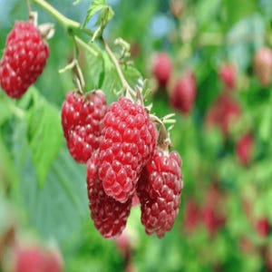 5 Joan J Raspberry Plant - Bare Root