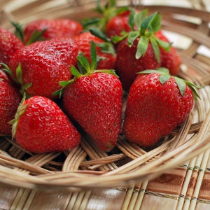 25 Strawberry Plants Quinault - Everbearing Strawberry Plants - Bare Root Strawberry Plants - Buy 4 Sets Get 5th FREE! FREE SHIPPING!