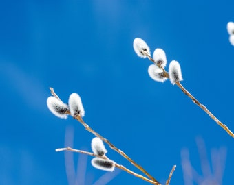 1 Pussy Willow Shrub - Salix discolor