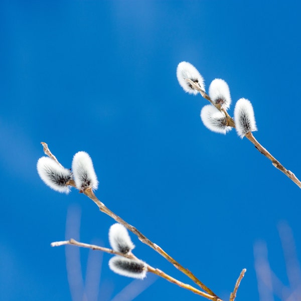 1 Pussy Willow Shrub - Salix discolor