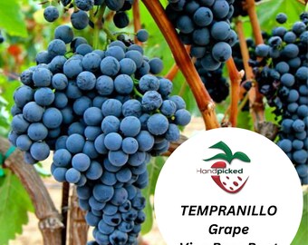 TEMPRANILLO Grape Vine - 1 Bare Root Live Plant ***PREORDER ship in April