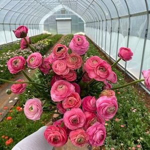 Ranunculus Aviv Rose - Buy 4 Get 1 Free