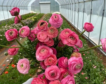 Peut inclure: Un bouquet de renoncules roses dans une serre. Les fleurs sont en pleine floraison et ont un aspect délicat et superposé.