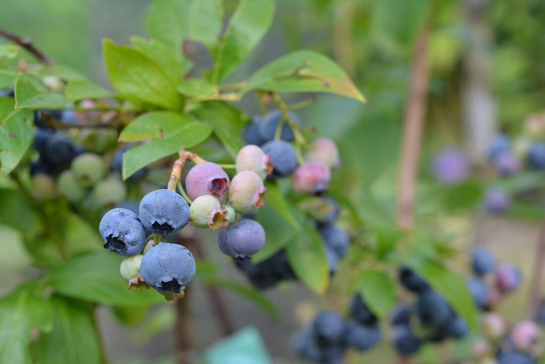 1 Elliott Northern Highbush Blueberry Plant - 2 Year Old, Quart Size