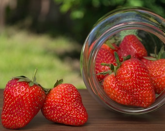 25 Chandler Strawberry Plants – June Bearing Bare Root – Large Sweet Red Berries High Yield Variety – From Hand Picked Nursery