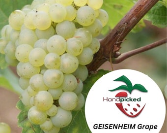 GEISENHEIM Grape Vine - 1 Bare Root Live Plant ***PREORDER ship in April