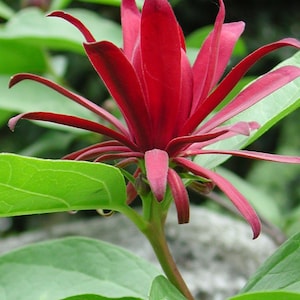 May include: A close-up of a red flower with long, thin petals. The flower is surrounded by green leaves.
