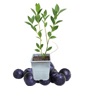 1 Chandler Blueberry Bush – 1 Live Plant in 1 Quart Pot | 10–12” Tall | Largest Blueberries of Any Variety | Mid-to-Late Season