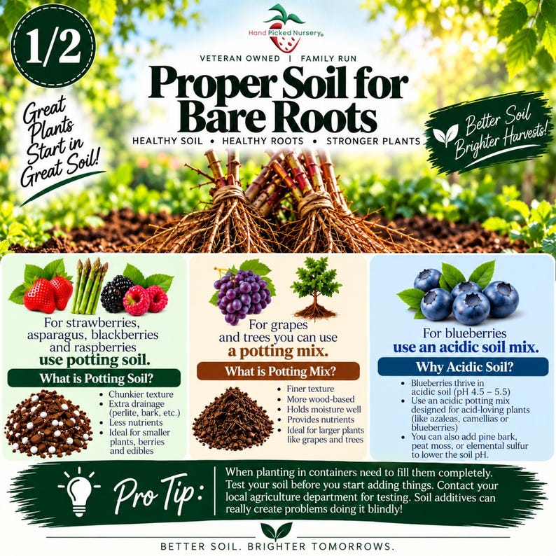 May include: An educational infographic titled Proper Soil for Bare Roots featuring text, illustrations of bare root plants, strawberries, asparagus, blackberries, raspberries, grapes, a tree, and blueberries, with detailed soil advice and a pro tip.