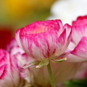 Ranunculus Picotee Pink Bulbs - Ranunculus Corms - Pink Ranunculus Flower Bulbs - Buy 4 Sets Get 1 Free!