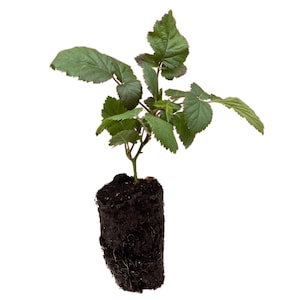1 Triple Crown Blackberry Plants Bare Root, 1-Year-Old – Thornless, Late-Season Variety – Extra-Large Sweet Berries Hand Picked Nursery