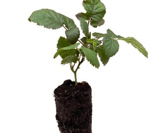 1 Triple Crown Blackberry Plants Bare Root, 1-Year-Old – Thornless, Late-Season Variety – Extra-Large Sweet Berries Hand Picked Nursery