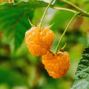 3 Anne Raspberry Plant - Bare Root Cane, 1-Year-Old Canes – Golden Everbearing Variety – Extra Sweet Yellow Berries Hand Picked