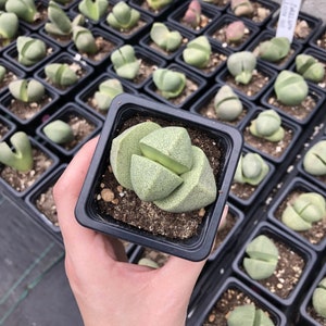 Pleiospilos nelii “Split Rock” Succulent - 2.5 inch Potted Plant
