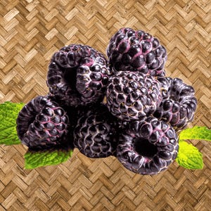 May include: A close-up of a pile of ripe black raspberries with a hint of purple, and green mint leaves. The berries are on a woven, light brown background. The berries have a textured surface.