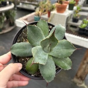 May include: A small agave plant with blue-green leaves and sharp spines growing in a black pot.