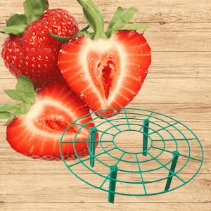 Everbearing Strawberry Plants + GREEN Strawberry Plant Supports - Produced in The USA - Bare Root Strawberry Plants from Hand Picked Nursery