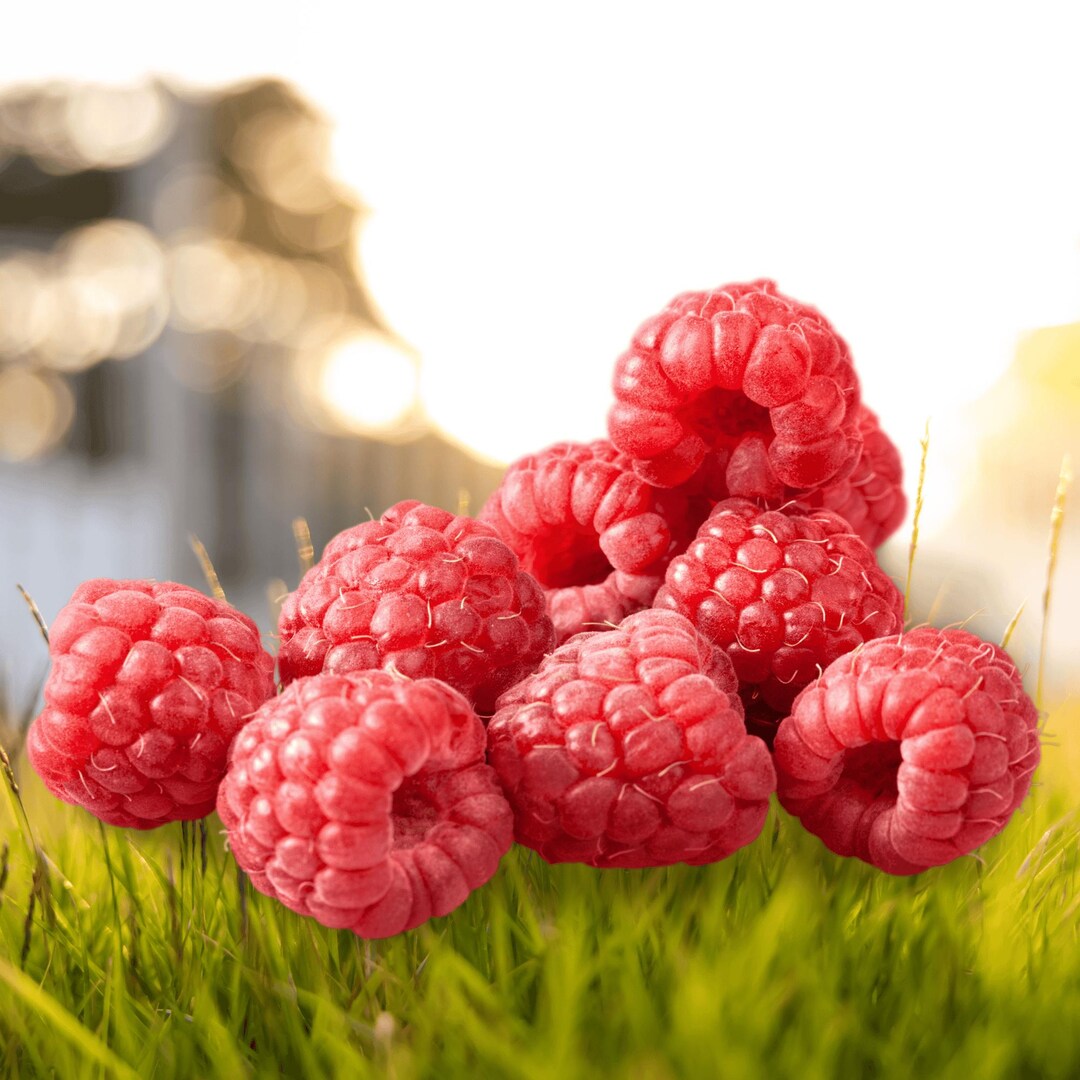 Boyne Raspberry Plants – Bare Root Cane, 1-year-old – Early Summer Red ...