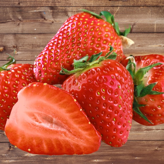 25 Sweet Charlie Strawberry Plants – June Bearing Bare Root Strawberries, Very Sweet Flavor, Heat Tolerant – From Hand Picked Nursery