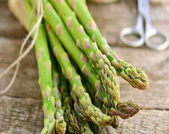 75 Mary Washington Asparagus Crowns - 2 Year Bare Root Heirloom Plants - Heavy Yield Classic Variety - From Hand Picked Nursery