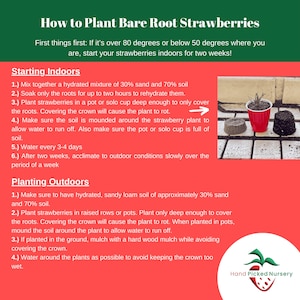 how to plant strawberry bareroots