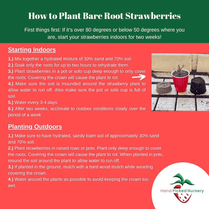 how to plant strawberry bareroots