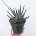 see more listings in the Succulent's and Cacti section