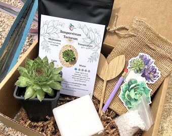 Succulent Box DIY Kit - FREE 2 DAY Shipping! - Gift Box - Select your box Aloe, Cacti, Succulent, String Plants - Planting Kit with Goodies!