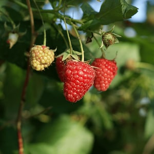 May include: A cluster of raspberries hanging from a green leafy branch. The fruit displays varying stages of ripeness, with one pale yellow berry on the left and two vibrant red, textured berries in the center and right, all attached by thin stems.
