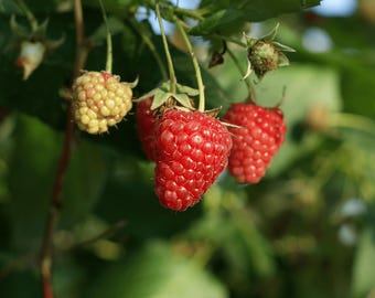 Killarney Raspberry Plants – Bare Root Cane, 1-Year-Old – Mid-Season Red Variety – Cold Hardy, Sweet & Aromatic Berries Hand Picked Nursery