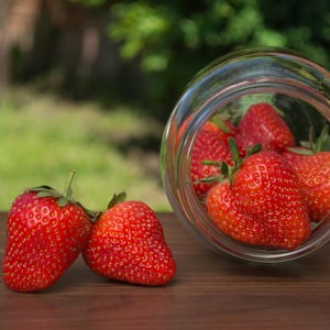 Galletta Strawberry Roots – Bare Root Plants | High Yield June Bearing Variety | Sweet Firm Berries | Cold Hardy | Hand Picked Nursery