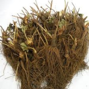 strawberry bareroots