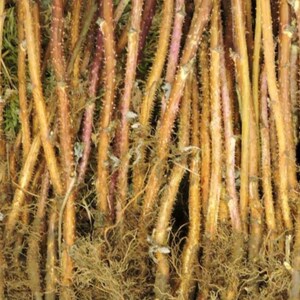 May include: A bundle of bare-root raspberry canes featuring long, woody, light brown stems with small thorns and dense, fibrous root systems at the base. The canes are arranged vertically and packed together, showing a mix of tan and reddish-brown bark.