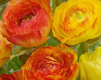 May include: Close-up of a bouquet of orange and yellow ranunculus flowers. The flowers have multiple layers of petals and are arranged in a cluster.