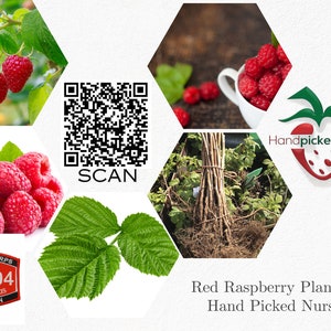 2 Joan J Raspberry Plant - Bare Root