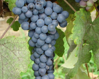 THOMCORD Seedless Grape Vine - 1 Bare Root Live Plant - Buy 4 Get 1 Free! - PREORDER April shipping!