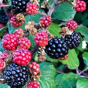 Plantas de zarzamora Natchez - Variedad de zarzamora temprana sin espinas - Bayas dulces gigantes - De vivero seleccionado a mano imagen 1