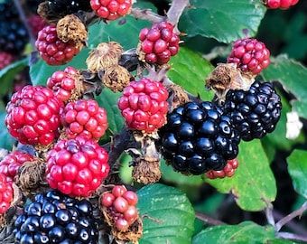 Natchez Blackberry Plug Plants - Thornless Early Season Blackberry Variety - Jumbo Sweet Berries - From Hand Picked Nursery