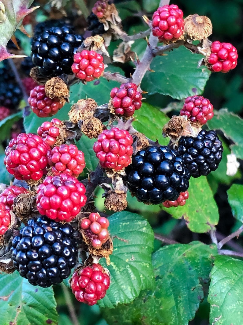 Plantas de zarzamora Natchez - Variedad de zarzamora temprana sin espinas - Bayas dulces gigantes - De vivero seleccionado a mano imagen 1