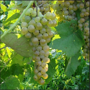 1 VIDAL BLANC Grape Vine - 1 Bare Root Live Plant - Buy 4 Get 1 Free! - PREORDER April shipping!