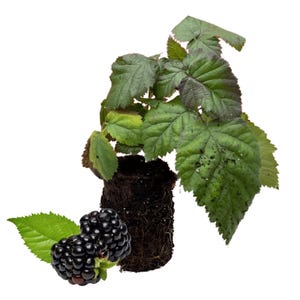 5 Blackberry Plants, Chester Blackberry Plugs - Thornless Blackberry Plant Variety - Blackberry Plugs - Winter Hardy Blackberry Plants!