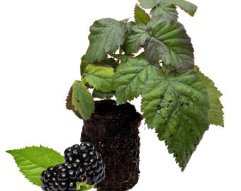 5 Chester Blackberry Plug - Thornless Berry Variety - Winter Hardy Plants